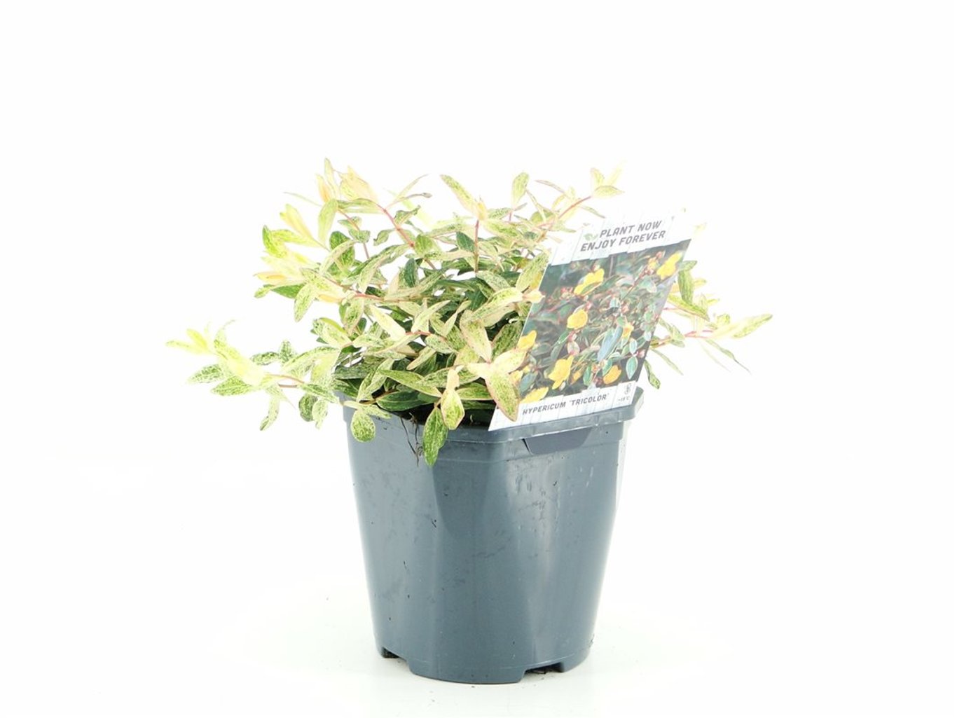 Hypericum moser. 'Tricolor' - C2